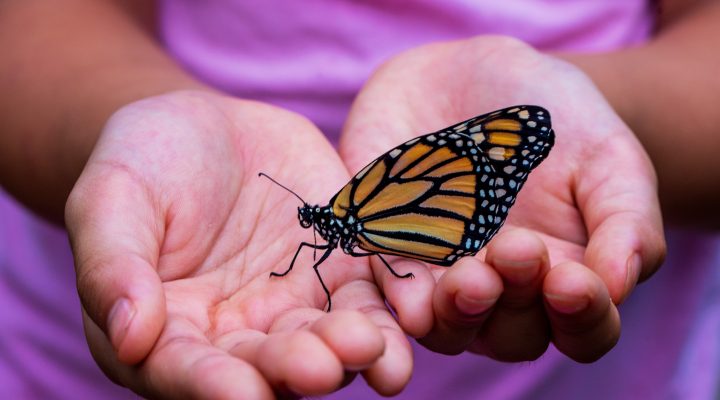 What STEAM Looks Like In Preschool