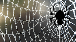 Magnetic Spider Web